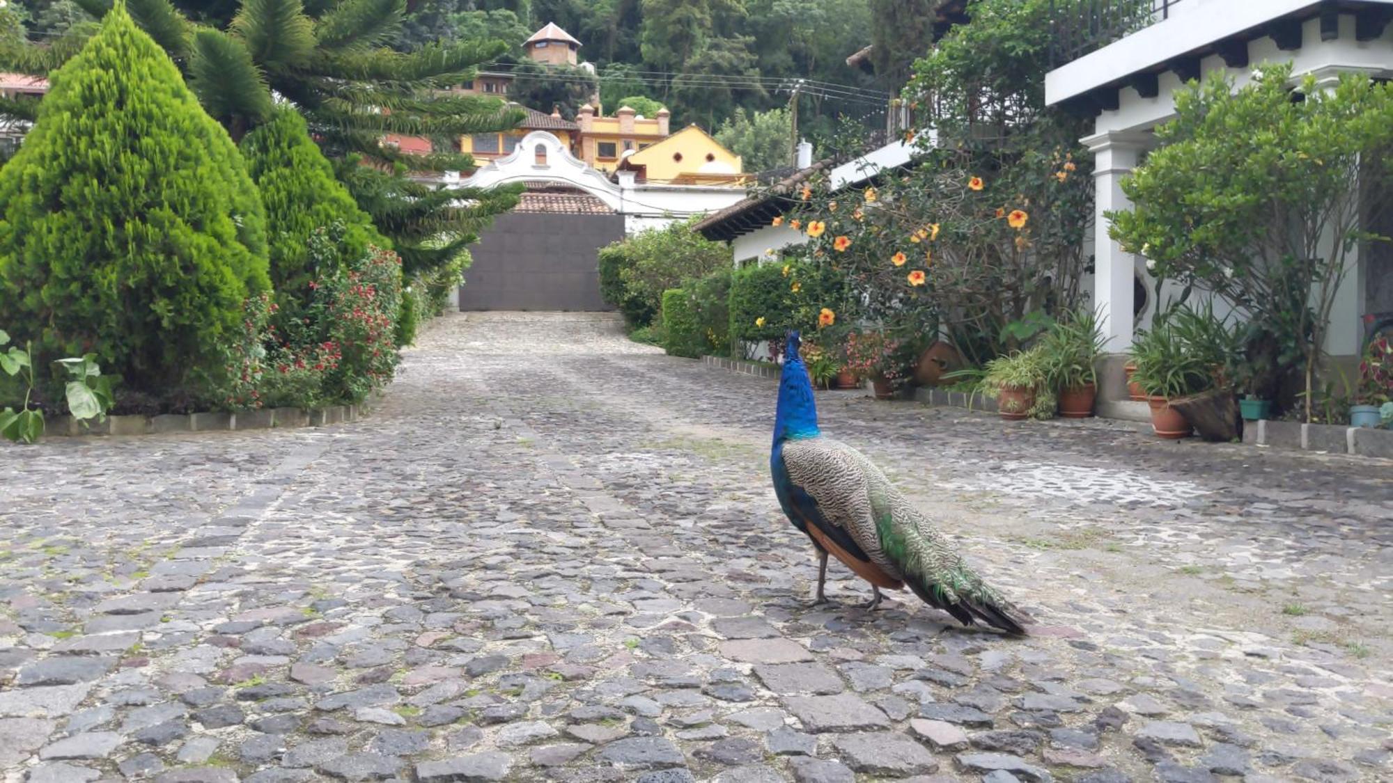 Hotel Y Jardines Casa Buho Antigua ภายนอก รูปภาพ
