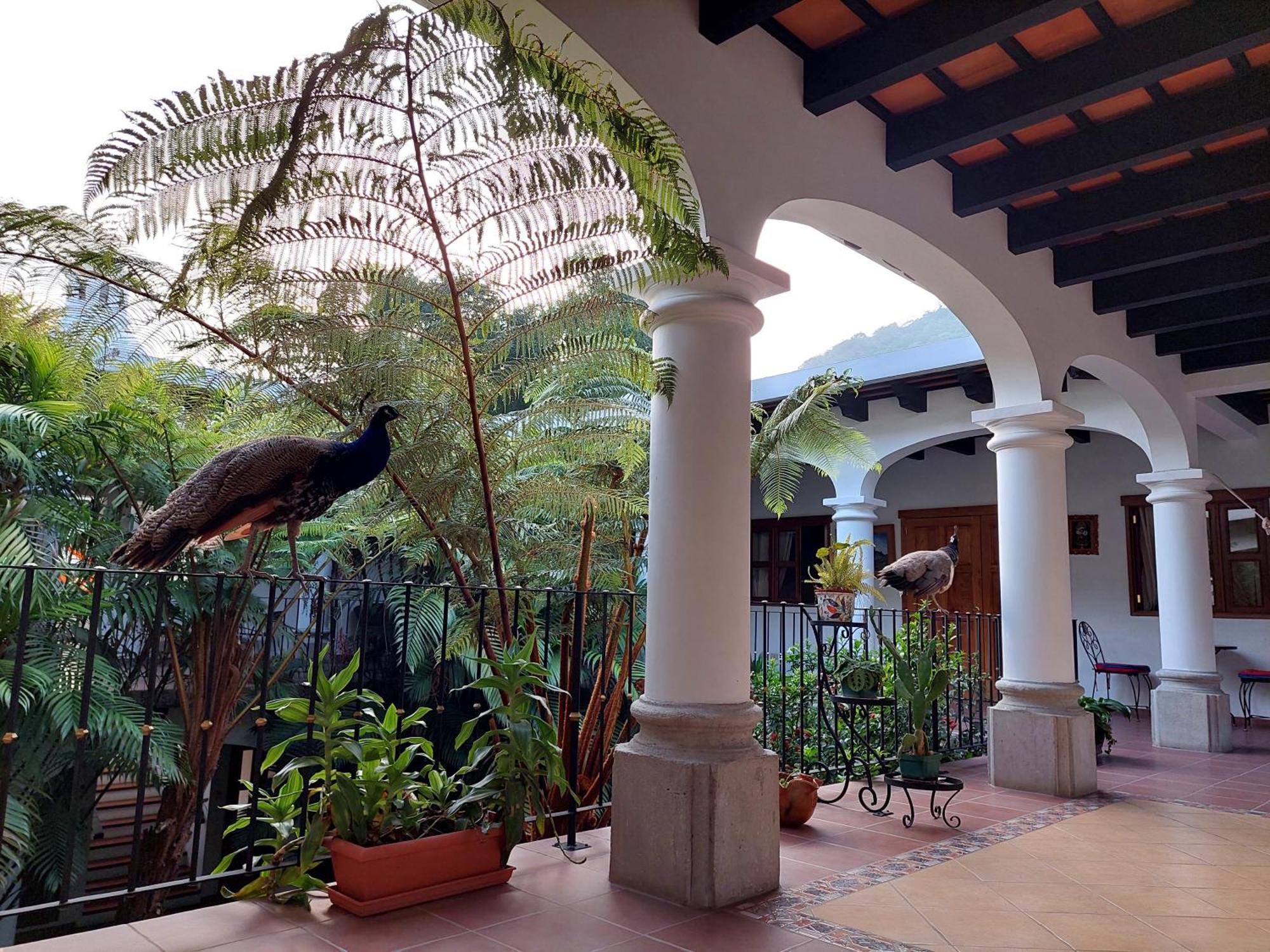 Hotel Y Jardines Casa Buho Antigua ภายนอก รูปภาพ